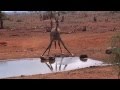 Giraffe Drinking Water