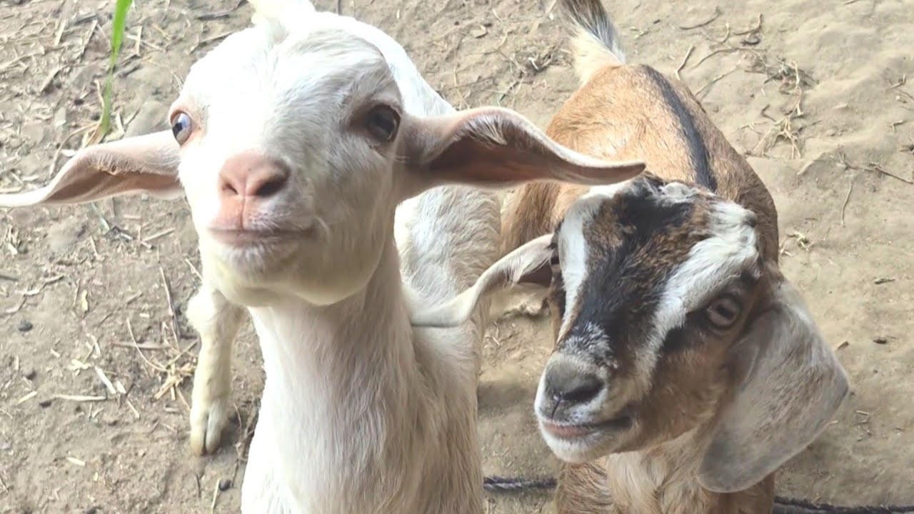Cute Baby Goats | Bakri ka cute baccha | Cute baby goats Jumping | Goat Baby kids