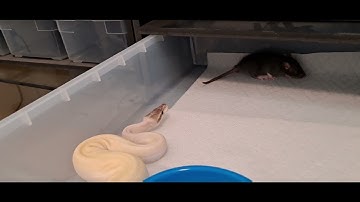 Shiva Live Feeding Video (BEL Super Mojave aka Shiva Destroys the rat 🐀 + Close up) #bpl #ballpython