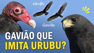 Gavião Que Imita Urubu? Mimetismo E Camuflagem Nas Aves