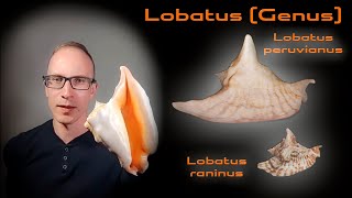 Крылатые и рогатые - стромбусы из рода Lobatus - Lobatus peruvianus и Lobatus raninus