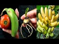 Crazy Skills growing Banana tree from banana fruit cutting