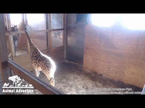 camera iphone 8 plus apk April the Giraffe Cam - Animal Adventure Park