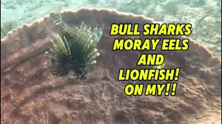 Nom nom nom! This invasive Lionfish is dinner for Mr. spotted Moray eel!