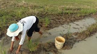 Amazing fishing at Battambang - people fishing in Cambodia - How to Catches fish (Part 65)