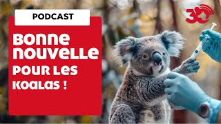 PODCAST -Un vaccin pour sauver les koalas atteints de chlamydia