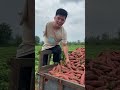 Cuộc sống thật không dễ dàng p316 #shorts