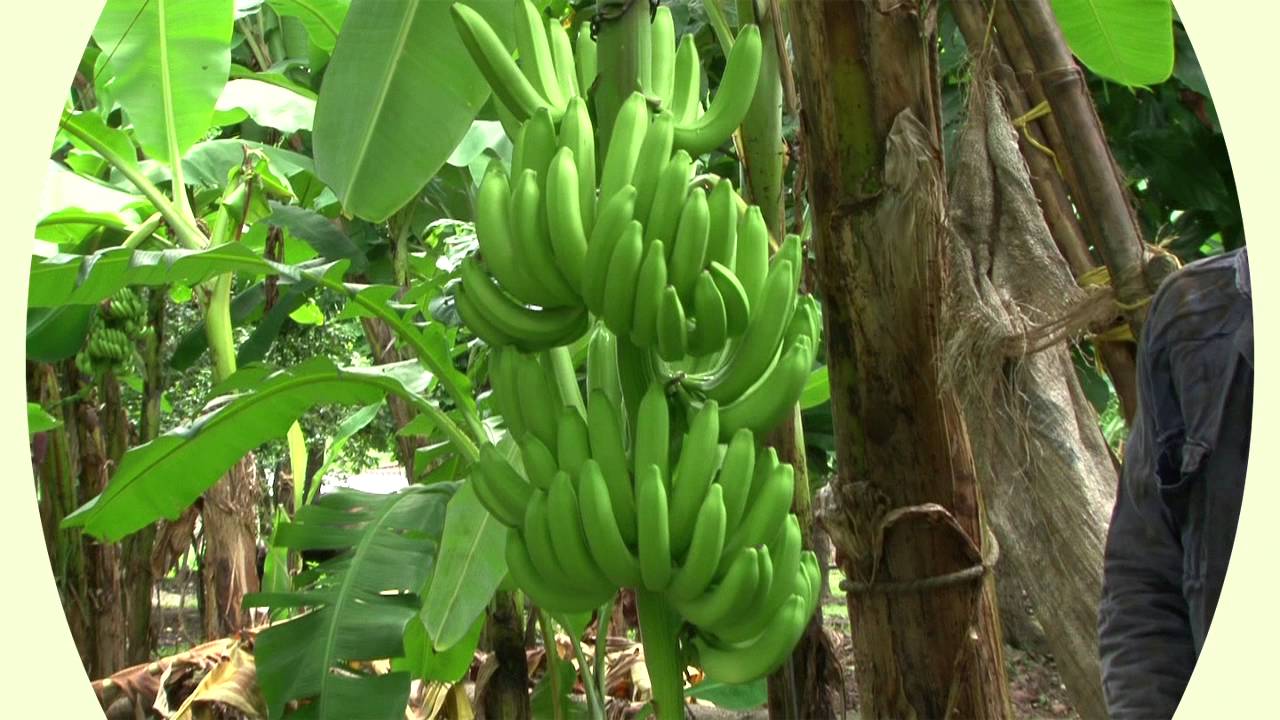 Organic vs Non-Organic Banana Timelaps 