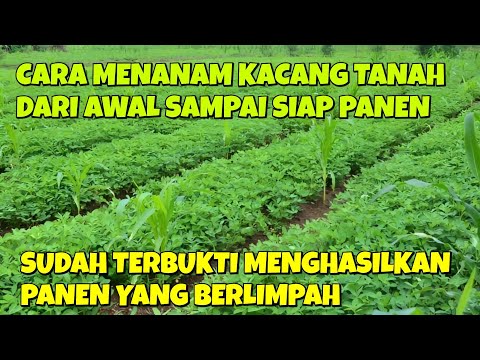 Kacang Tanah Isi 3