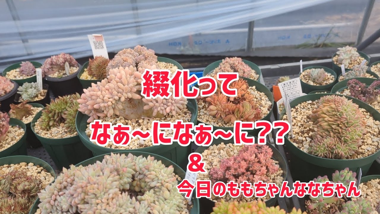 綴化ってなぁ〜になぁ〜に?? - YouTube
