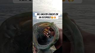 Catching a big lingcod on a half chewed up octopus!!🤯🔥 #lingcod #fishing