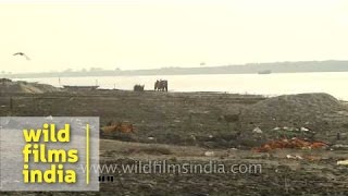 Garbage solid waste dumped along the side of Gandak river, Bihar