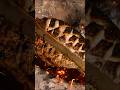 I Grilled a Whole Fish on Bamboo and Ate It With Cold Beer | Camp Cooking ASMR  #wildcamping #shorts