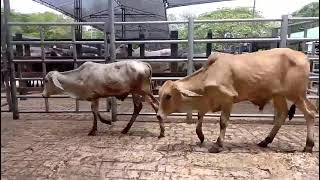 LOTE 204