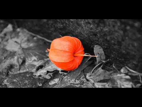 Video: Physalis - 