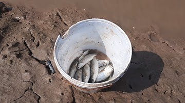 Một Ngày Trải nghiệm Bội Thu|| Thả Lưới Bắt Cá Đối || Dính Đủ các Loại Cá ||#nhibayran!