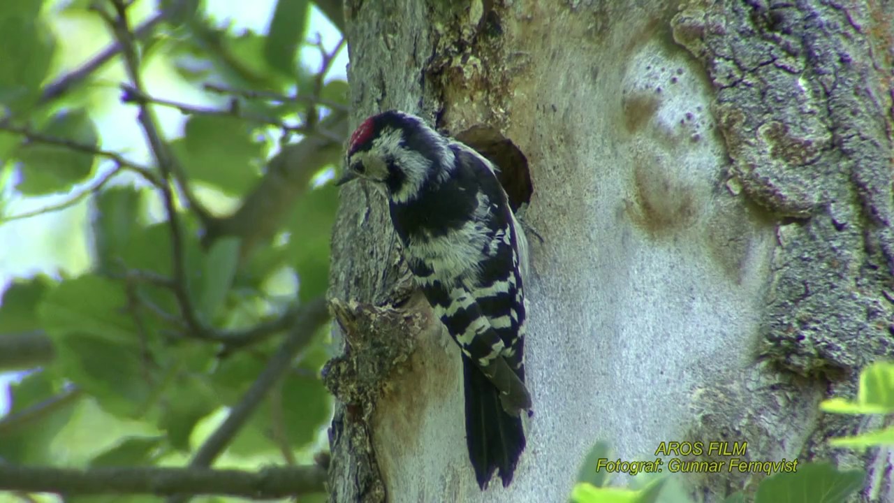 HACKSPETTAR  Woodpeckers  Klipp - 2127