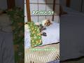 全身で「ありがとう」を表現した柴犬　 #shiba #柴犬