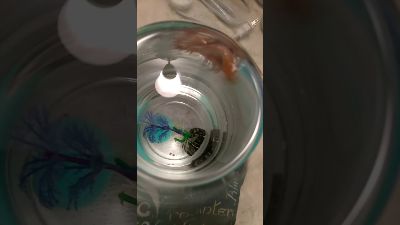 I prefer their company///humans are overrated