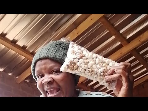 maize corn maputi.. - YouTube