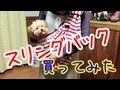 【お出かけ】ペット用スリングバックを買ってみた！／Toy Poodle for sling back