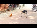 Dog Vs fake tiger Prank | Can't stop you laughing it | best funny video of 2020