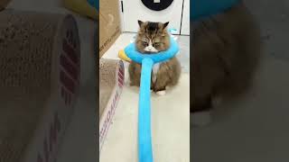 ~Cat's Weird World #Cats #Gatti #Catlovers #Catvideos #Shorts