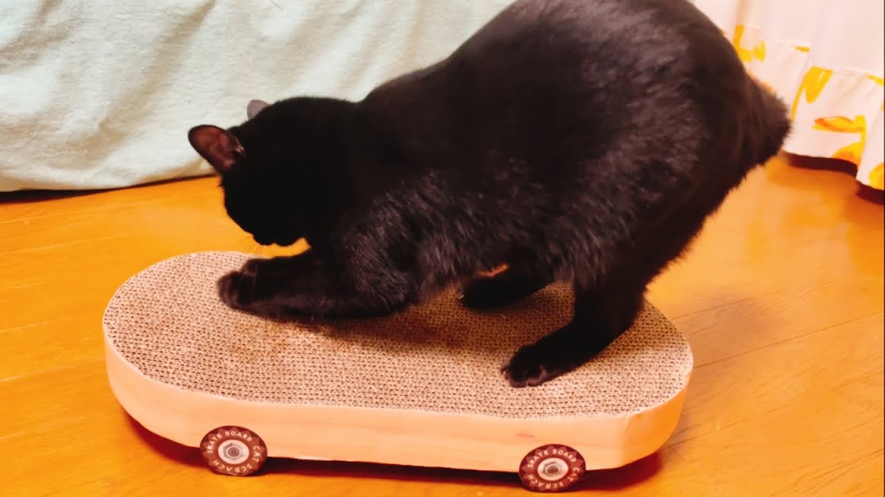 カッコイイ スノーボーダーの黒猫ちゃんcool Cat Snowboarder Youtube カッコイイ スノーボーダーの黒猫ちゃんcool Cat Snowboarder Youtube