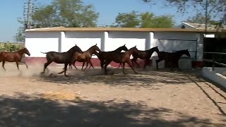 [DOCUMENTAL]  Una historia del Pura Raza Español   Fuentes de Andalucía