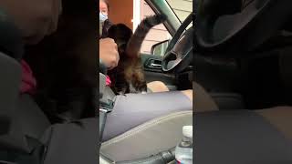 Cat enjoys drive-thru experience by Shadow the Manx and Daisy Doggo 31 views 1 year ago 1 minute, 1 second