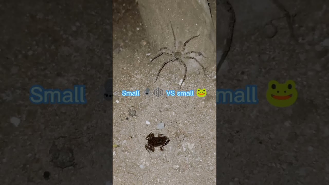 The war frog vs spider, which one will win. Let's see, 