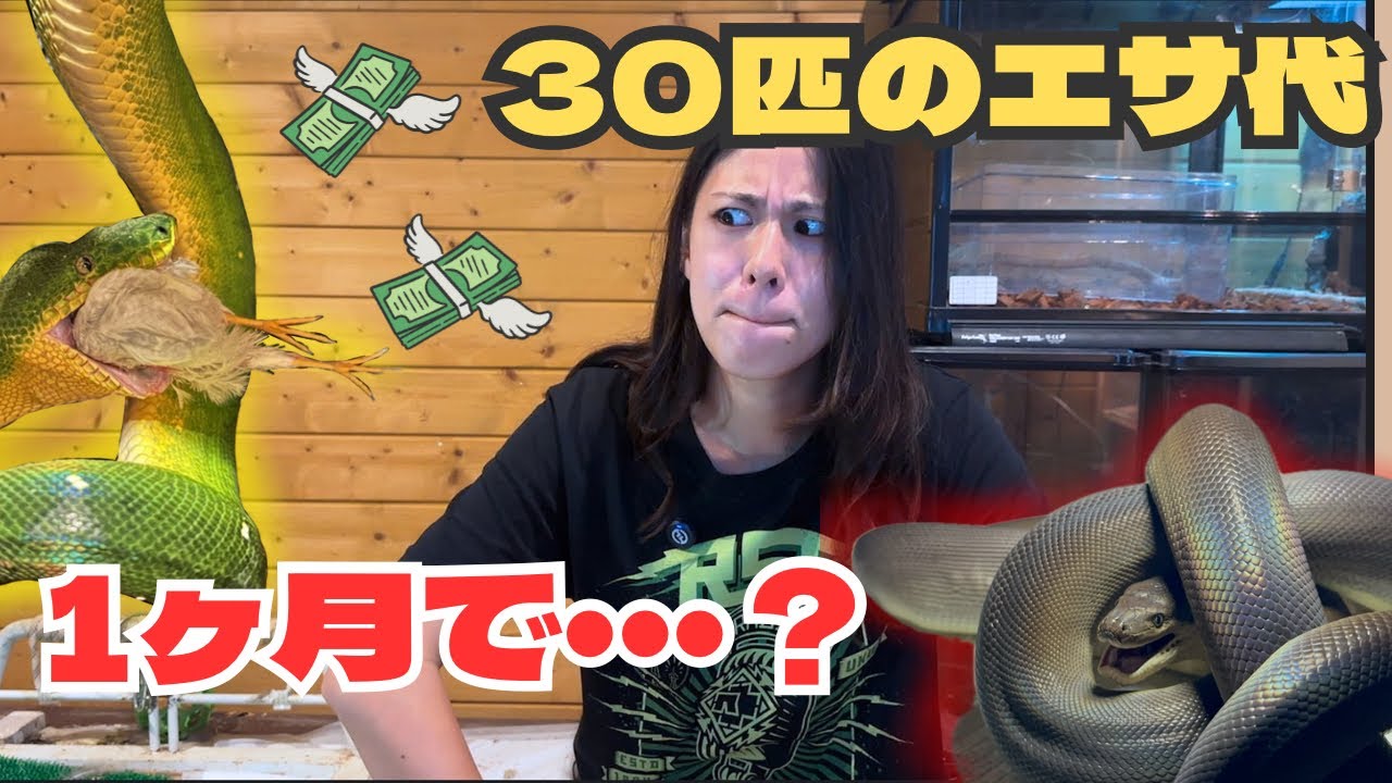 【初めて】ヘビを飼いすぎて1ヶ月のエサ代が●万円もかかっていたことが判明【知った】
