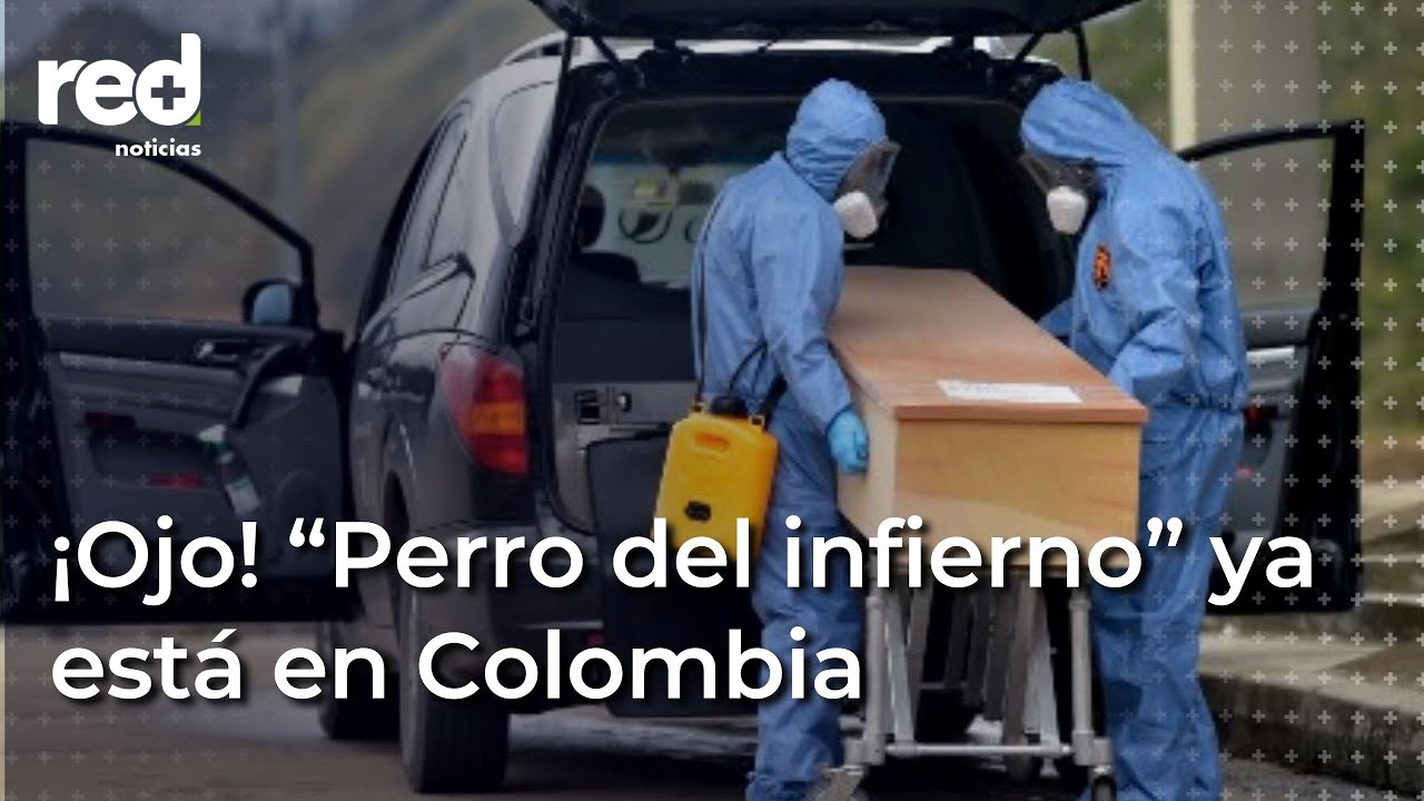 ¿Qué son “Perro del infierno” y “Pesadilla”, las subvariantes del Covid-19? | Red+