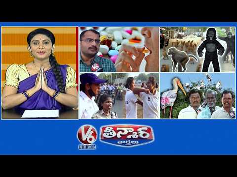 Heavy Antibiotic Consumption |Sarpanch Idea-Monkeys |Women Constables-Field Operations| V6Teenmaar - V6NEWSTELUGU