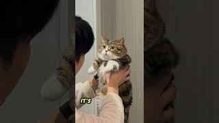 5 Easy Ways to Make Your Cat Super Affectionate With You!