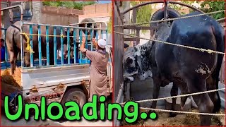 Joti Or Bail Ki Unloading 🐃 🐂 || Eid S.24 EP.07 || IRSHAD-91