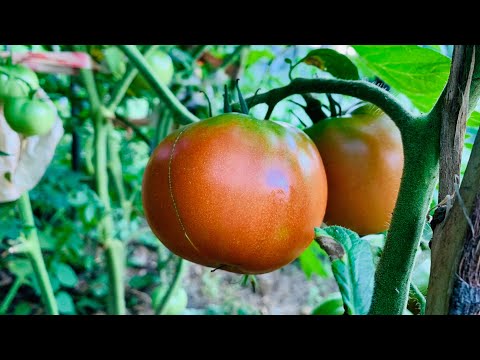 Video: Zahtjevi za uzgoj boljeg dječaka: Briga o rajčicama za bolje dječake