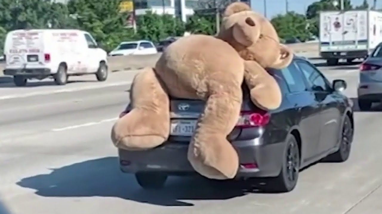 Giant Teddy Bear takes ride on car 