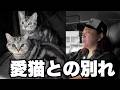【ごめんね…】母を亡くして最愛の猫を手放さざるを得なかった...障がいを抱える息子と3匹の愛猫との別れ。そして保護猫ボランティアの葛藤とは？