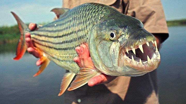 दुनिया के 10 सबसे खतरनाक मछलिया जो आफकी होश उड़ाकर रख देगा  Top 10 Most Dangerous Fish in the World