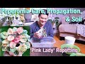 Peperomia care tips repotting  propagation  peperomia pink lady  repot with me