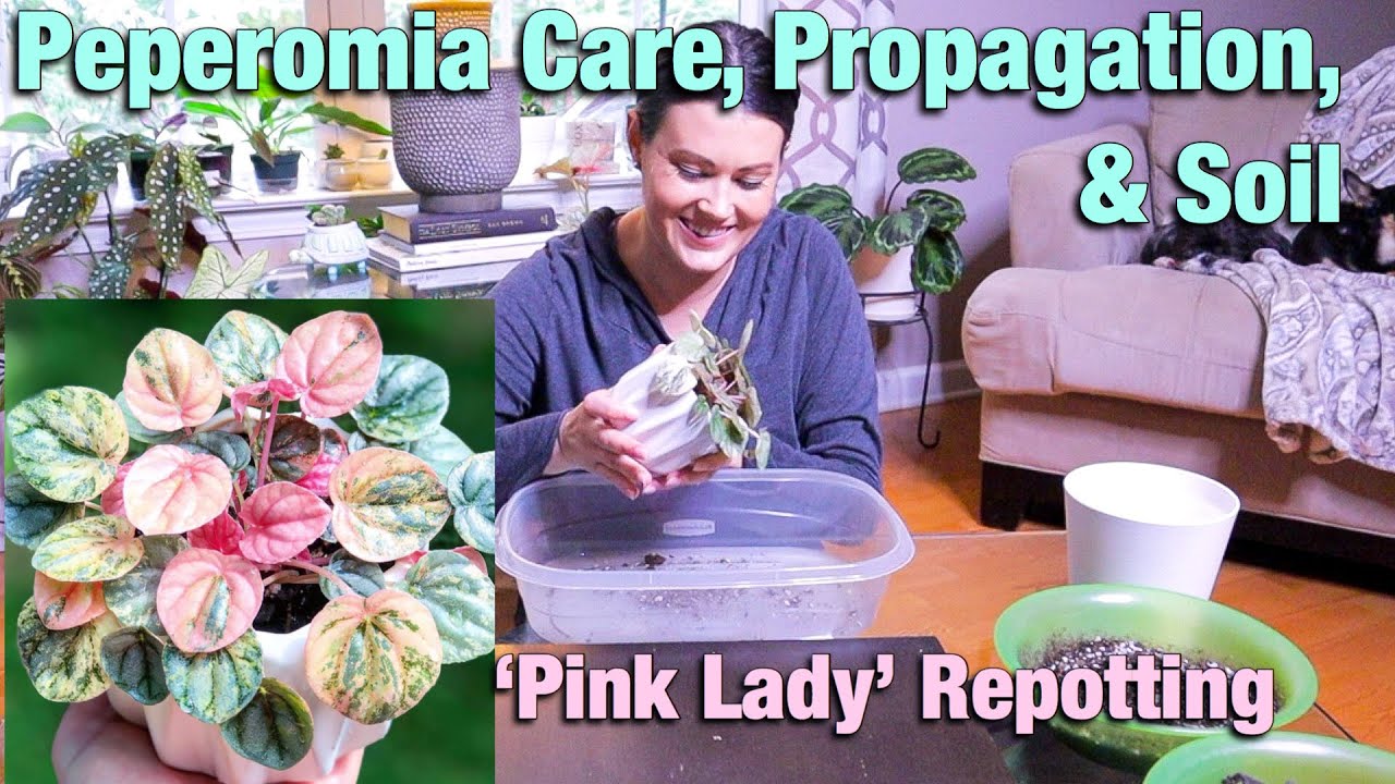 Peperomia Care Tips, Repotting, & Propagation - Peperomia Pink Lady - Repot With Me