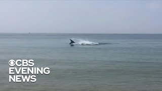 Deadly shark attack on Cape Cod