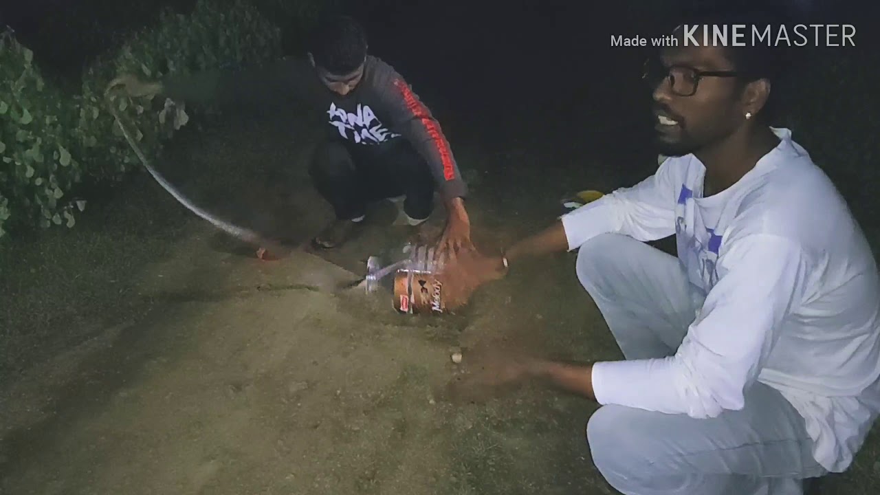 camera iphone 8 plus apk प्राणिमित्र श्रीकांत तांबोळी और सर्पमित्र शोइल और उनके साथियोने resque किये हुए दो सापों को