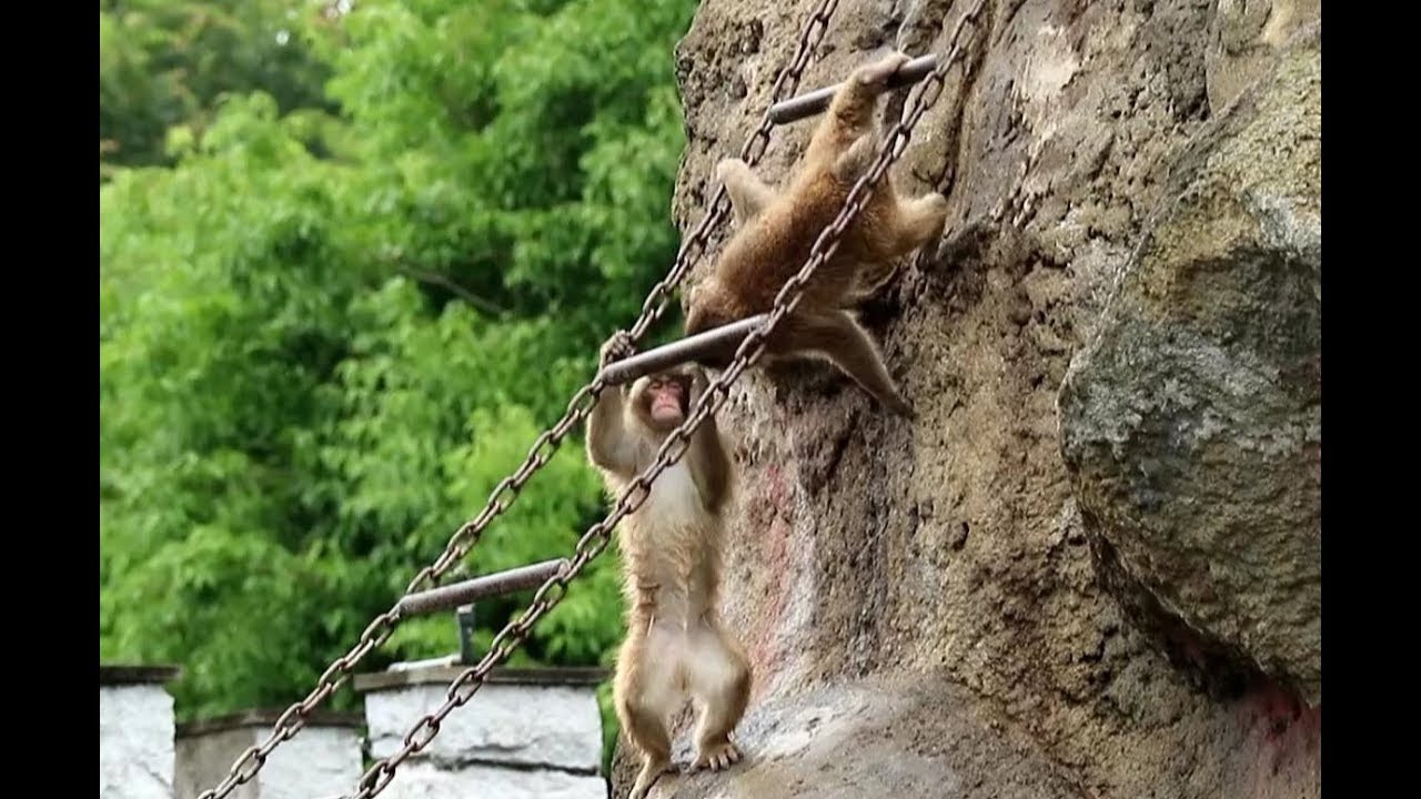 Child monkeys playing with chain ladder - YouTube