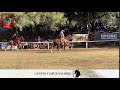 Campeonatos