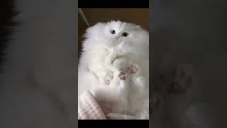 Cute Cats Compilation 😺