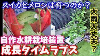 [DIY]　完全自動水耕栽培装置作成③　タイムラプス映像でメロンとスイカの成長の様子を観察　液体肥料ホームハイポニカ使用
