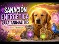 Sanación energética para tu mascota- dolencia física