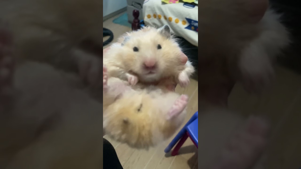 Chabi the Hamster 😊 